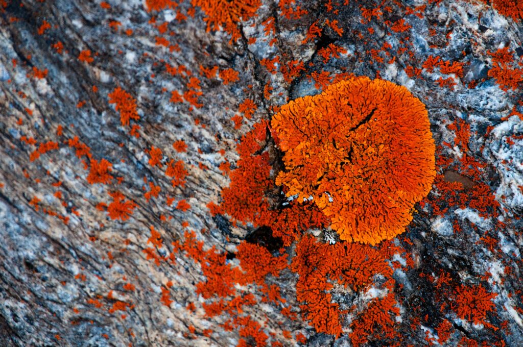 licheni artici