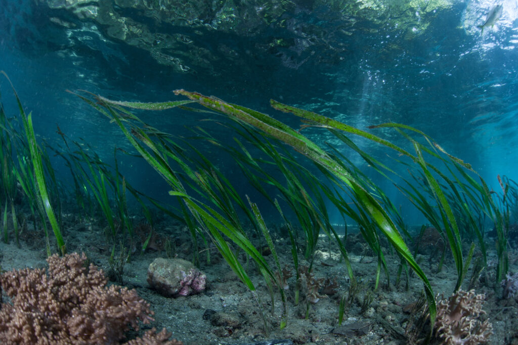 alga marina