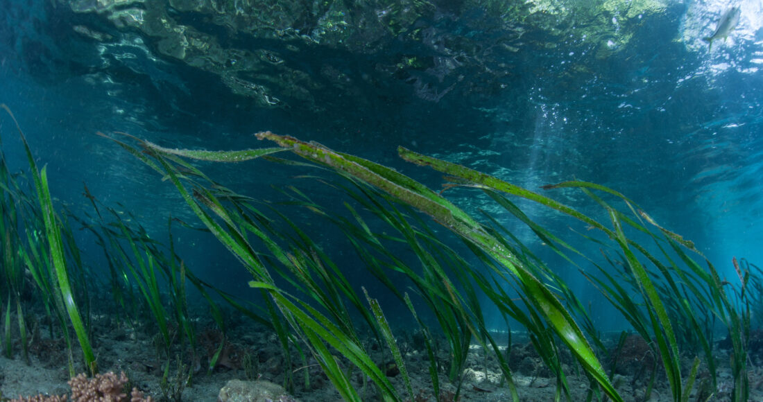 alga marina