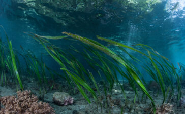 alga marina
