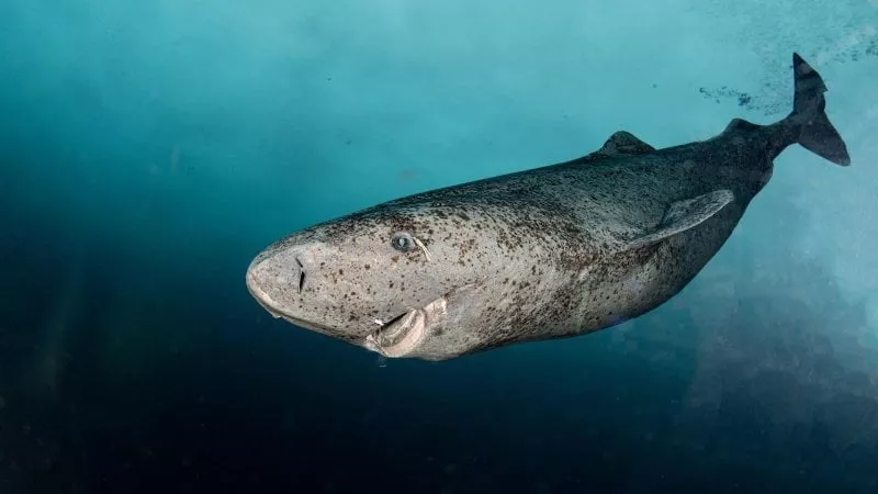 greenland shark