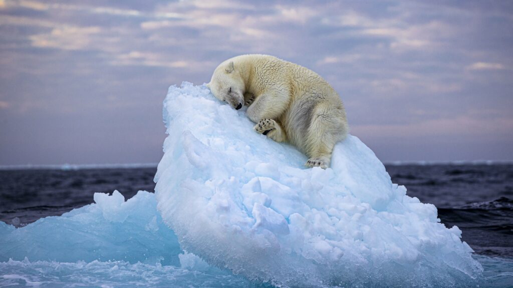 cop16
