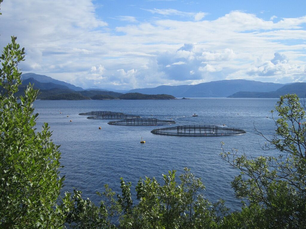 salmoni norvegia acquacoltura