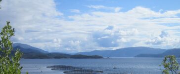 salmoni norvegia acquacoltura