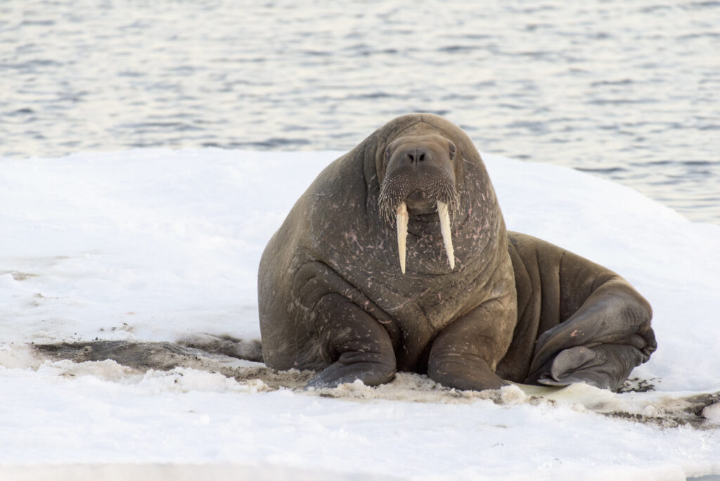 svalbard tricheco