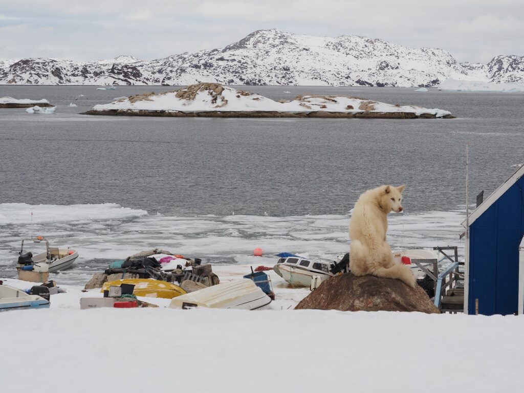 Aappilattoq  cane melgio