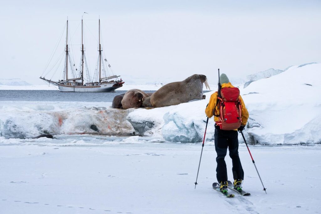 linden svalbard tricheco