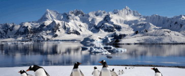 pinguini
