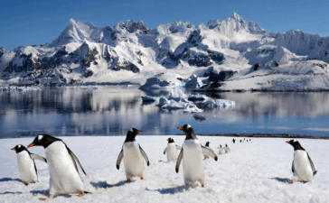 pinguini