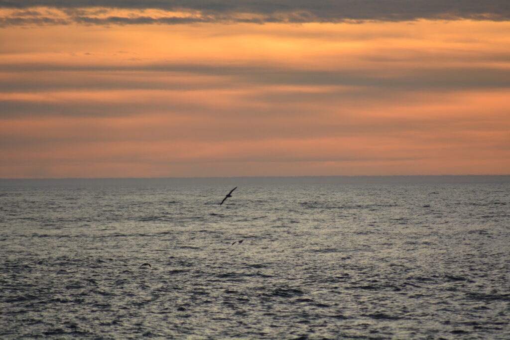 mare uccelli high north25