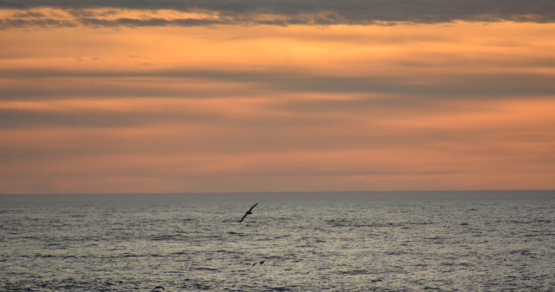 mare uccelli high north25