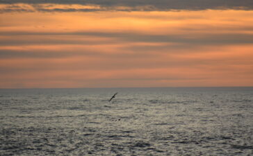 mare uccelli high north25
