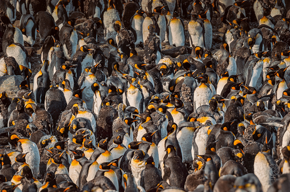 valeria castiello pinguini