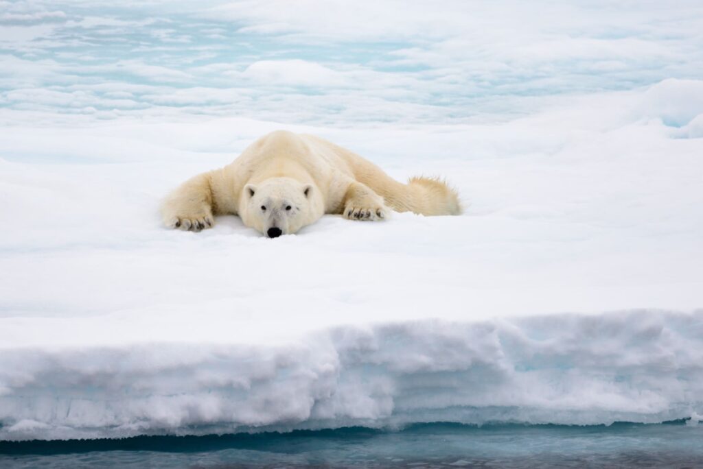 orso polare