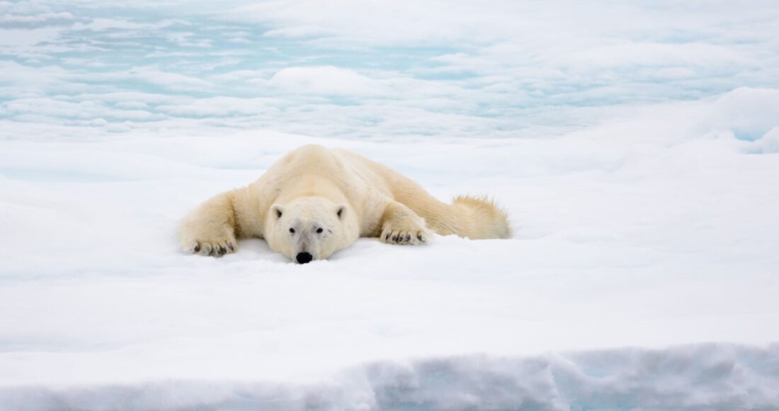 orso polare