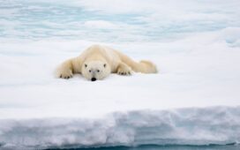 orso polare