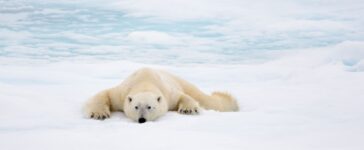 orso polare