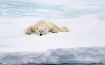 orso polare