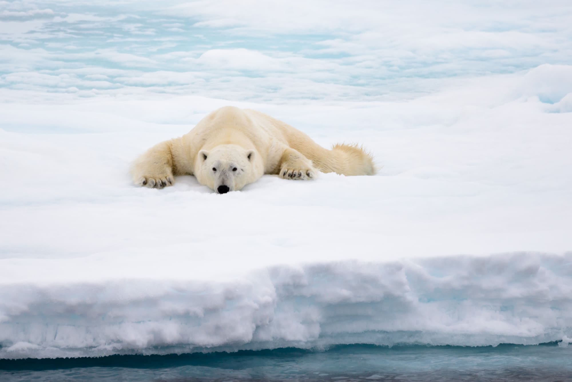 orso polare