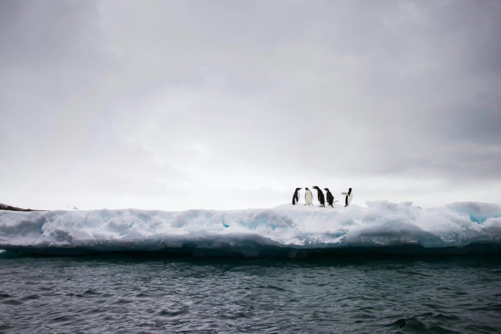 antarctic rights