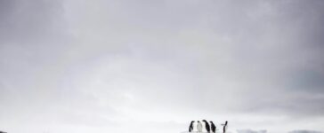 antarctic rights