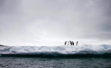 antarctic rights