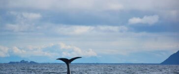 high seas treaty