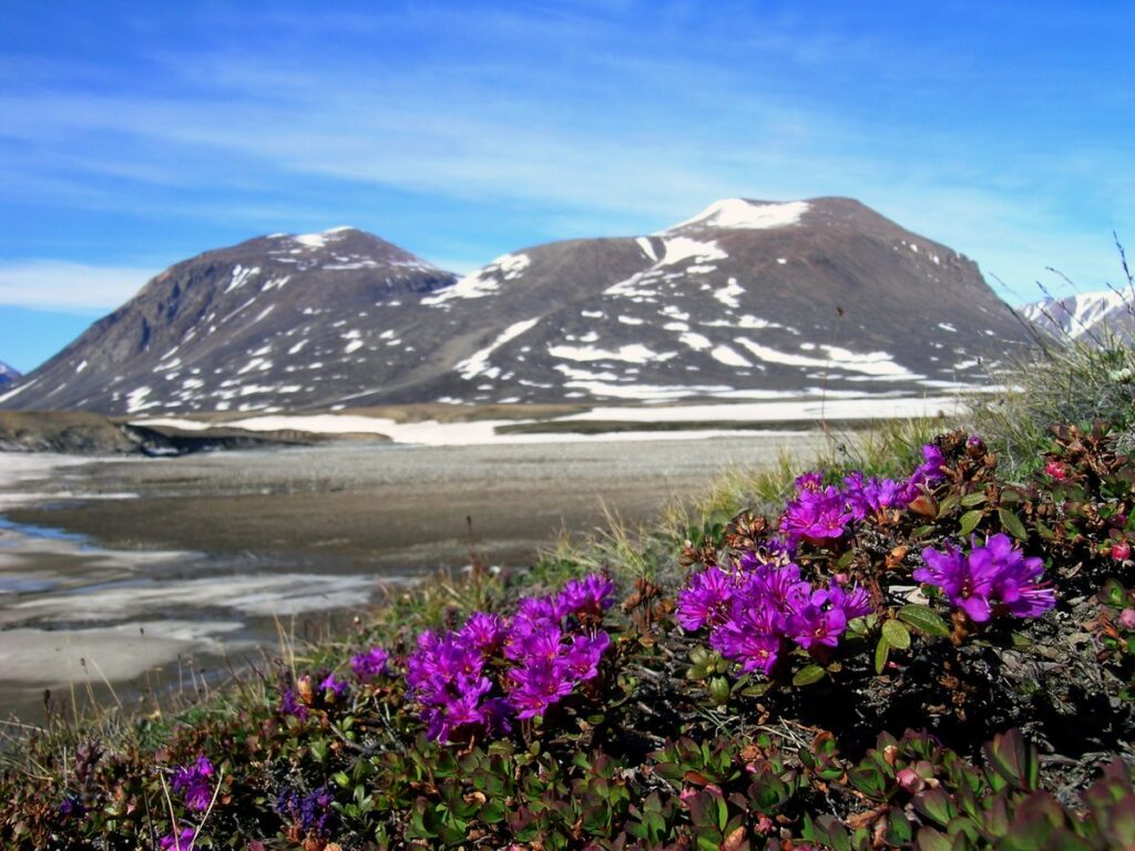 zackenberg 