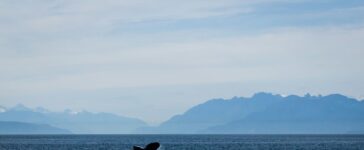oceani
