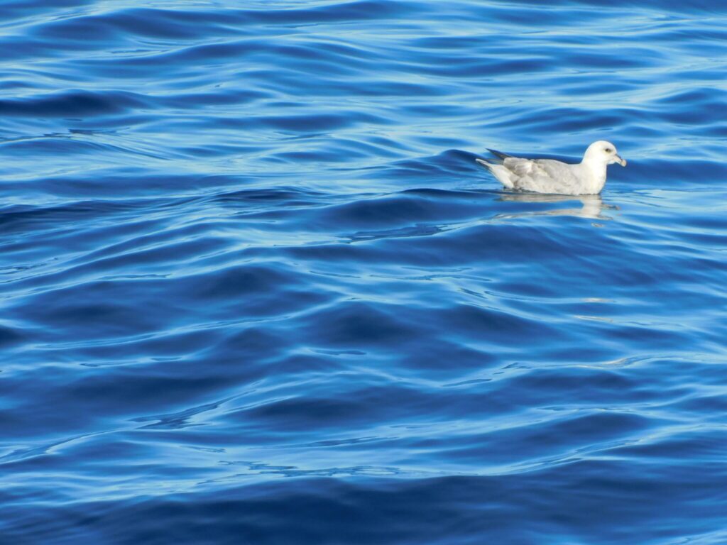 Fulmarus Glacialis