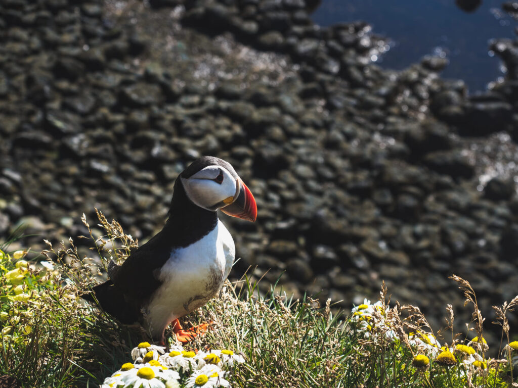 puffin